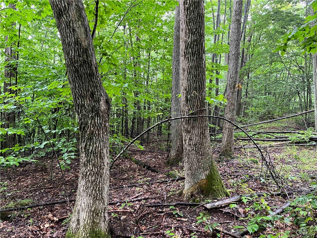 533 Alma Hill Road Alma, NY 14708 - Photo 39 of 44