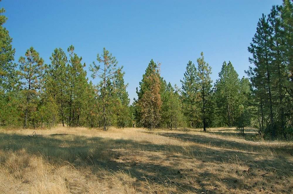 18200 West Sterling Road Cheney, WA 99004 - Photo 15 of 20