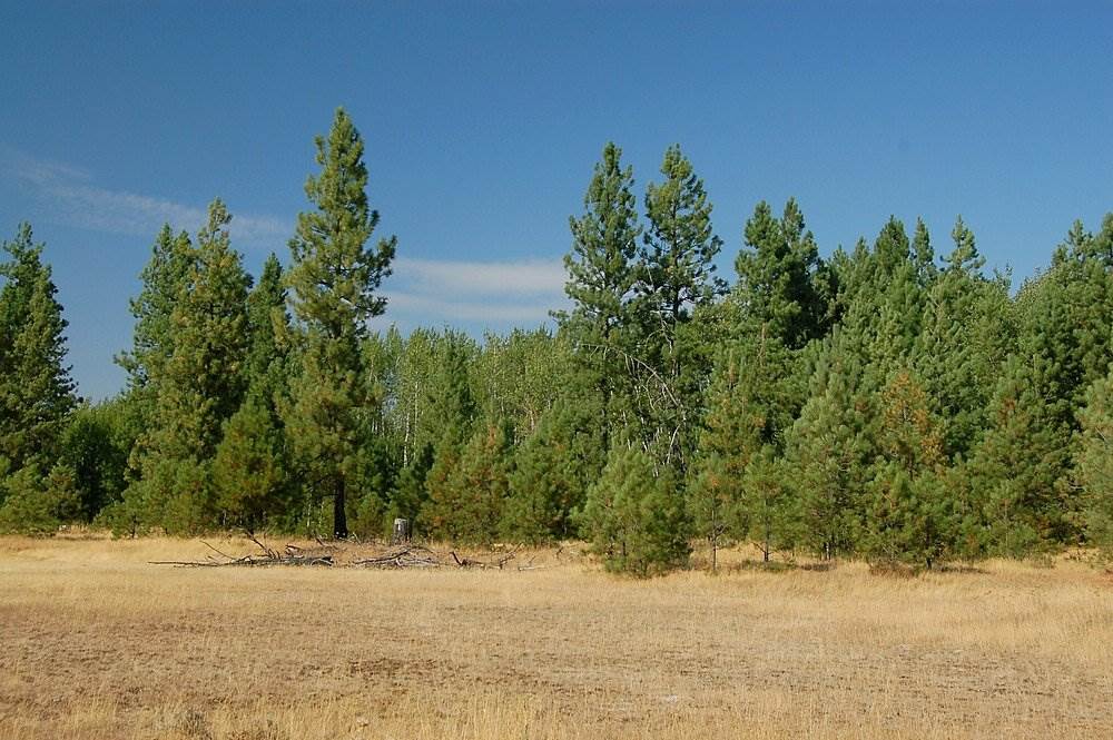 18200 West Sterling Road Cheney, WA 99004 - Photo 17 of 20