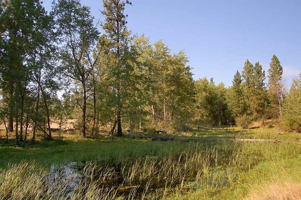 18200 West Sterling Road Cheney, WA 99004 - Photo 6 of 20