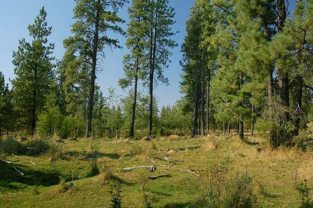 18200 West Sterling Road Cheney, WA 99004 - Photo 7 of 20