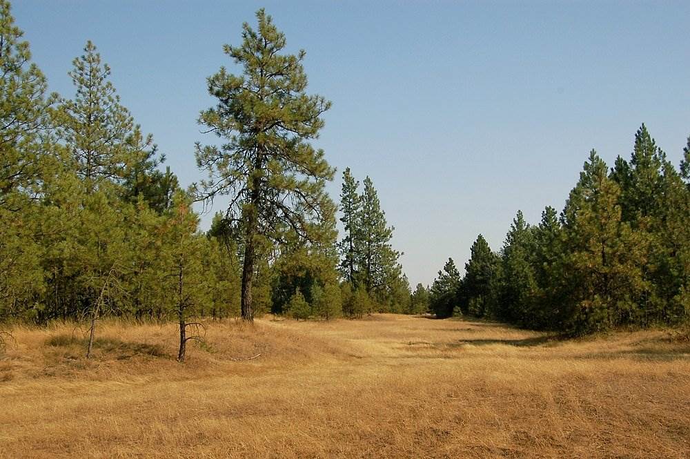 18200 West Sterling Road Cheney, WA 99004 - Photo 8 of 20