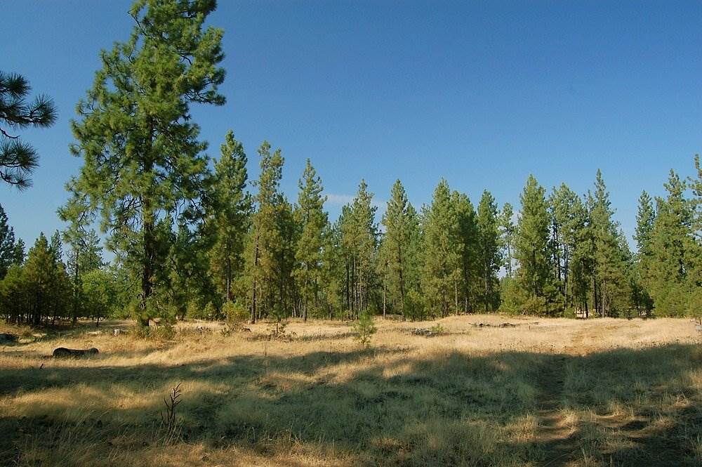 18200 West Sterling Road Cheney, WA 99004 - Photo 9 of 20