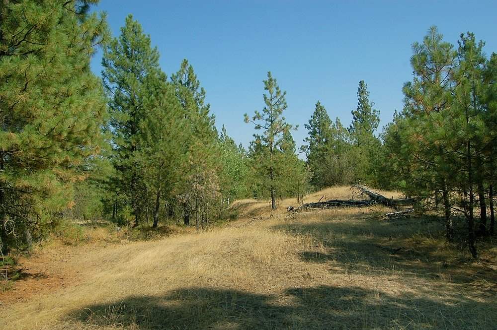 18200 West Sterling Road Cheney, WA 99004 - Photo 10 of 20