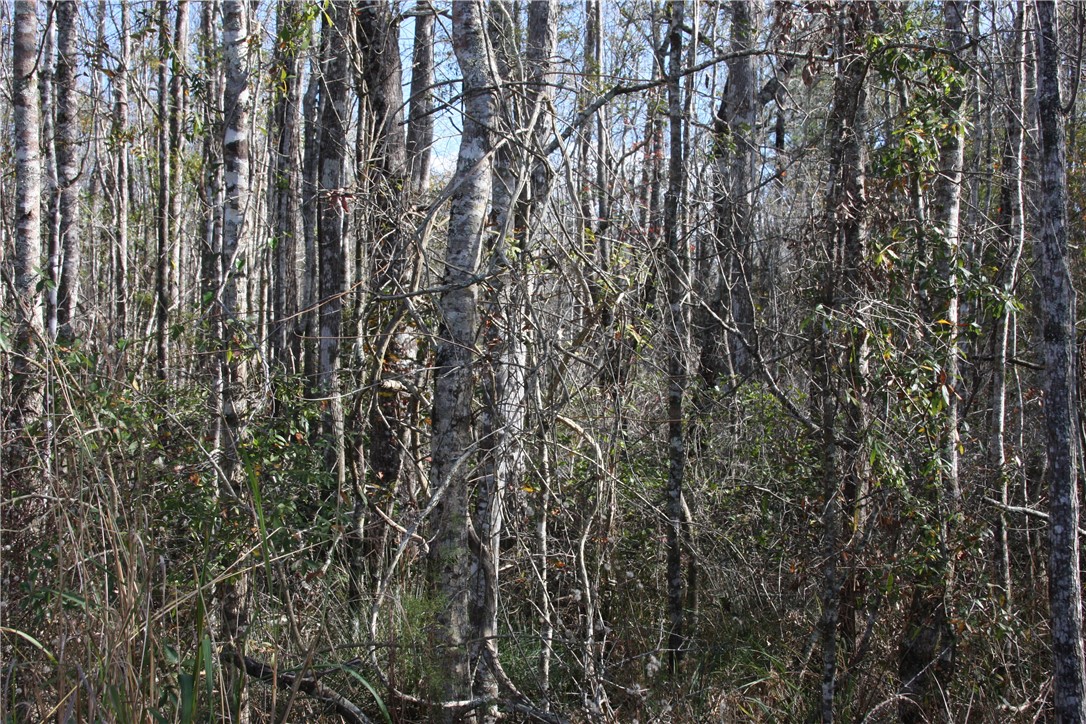 0 Joseph Wiggins/mineral Springs Road Waynesville, GA 31566 - Photo 4 of 6