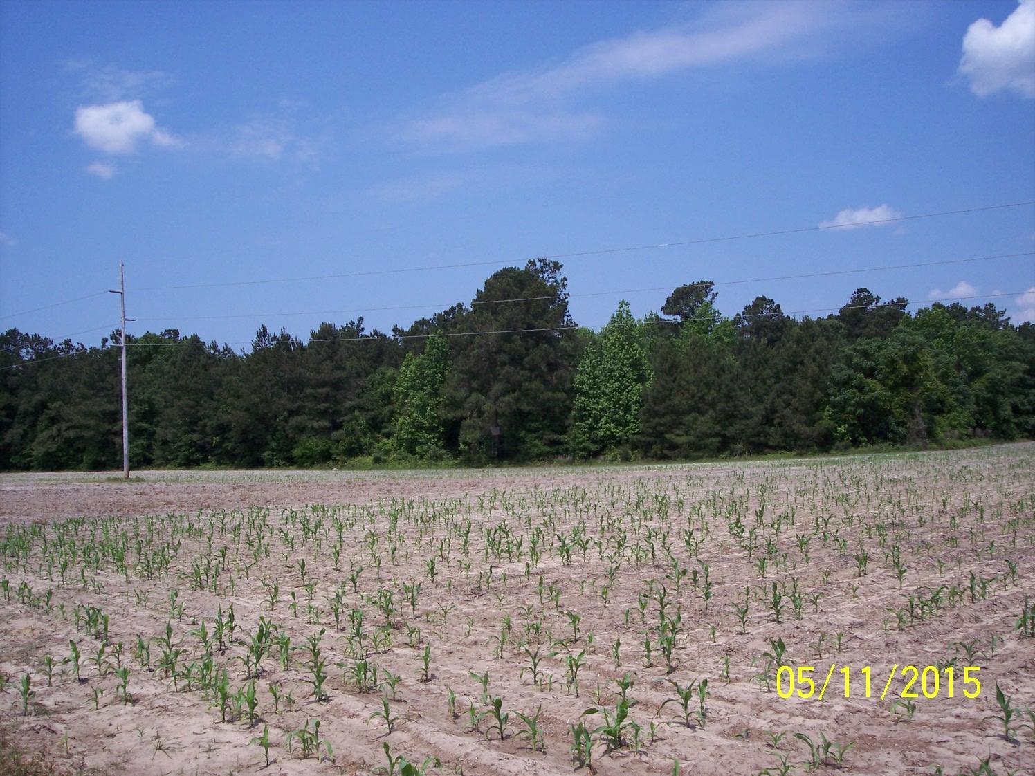 0 Verniel Road Elloree, SC 29047 - Photo 1 of 7 100_5484
