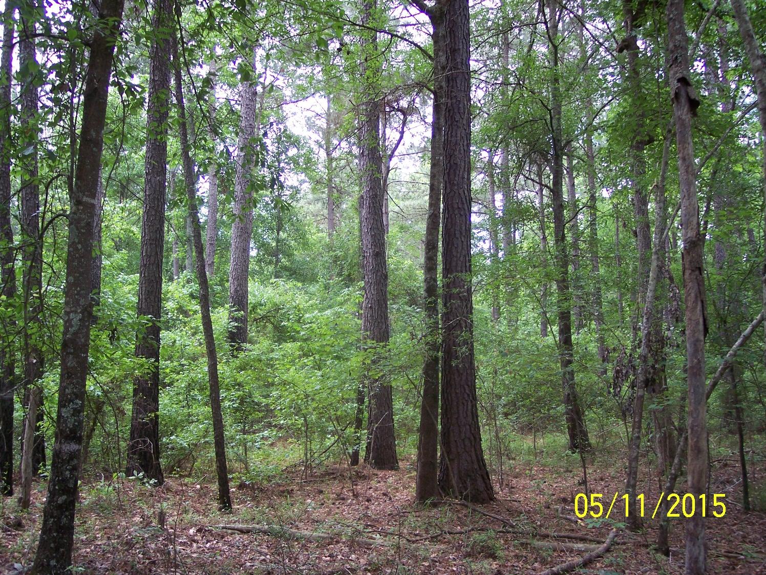 0 Verniel Road Elloree, SC 29047 - Photo 5 of 7 100_5497