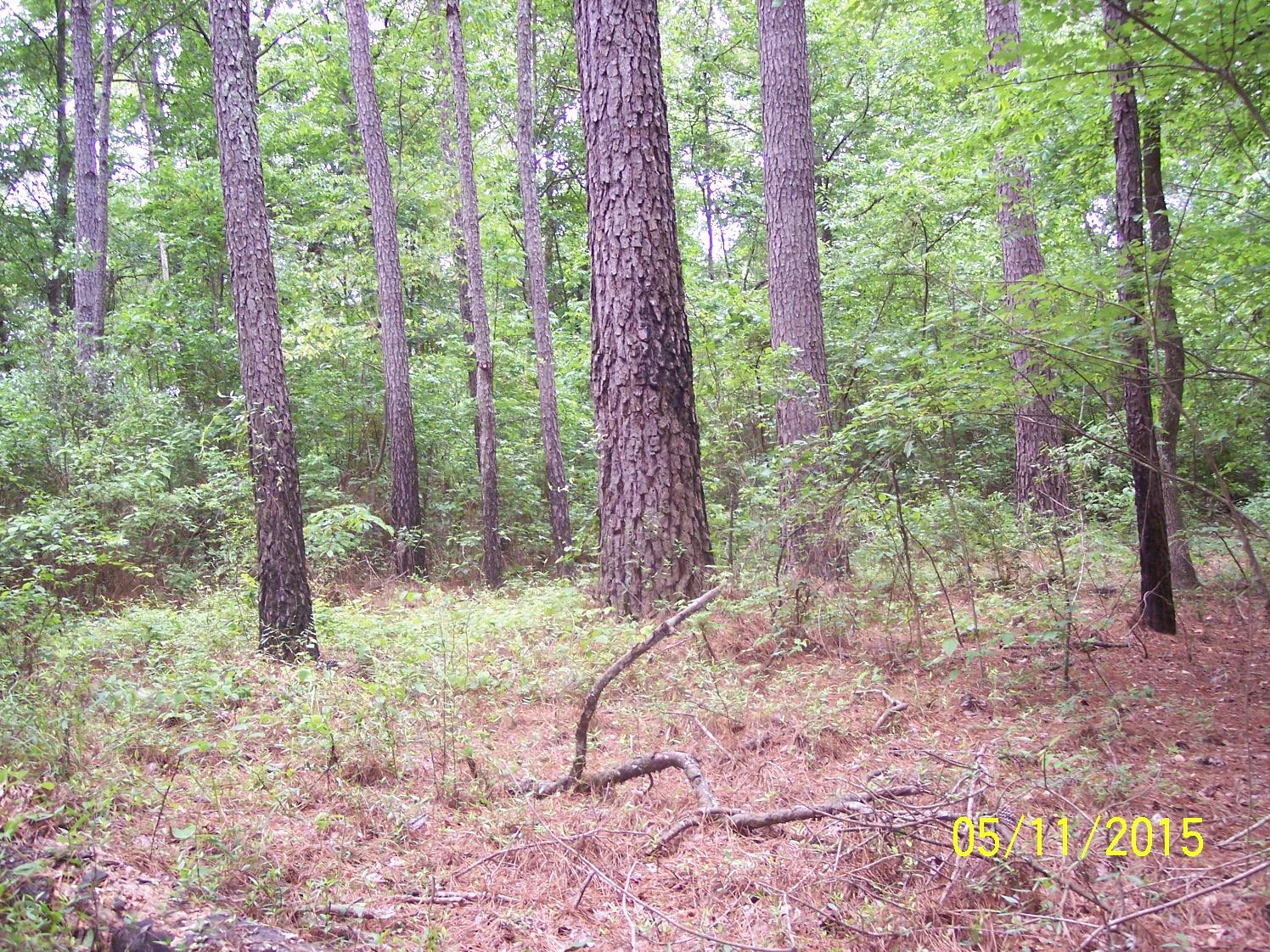 0 Verniel Road Elloree, SC 29047 - Photo 6 of 7 100_5500