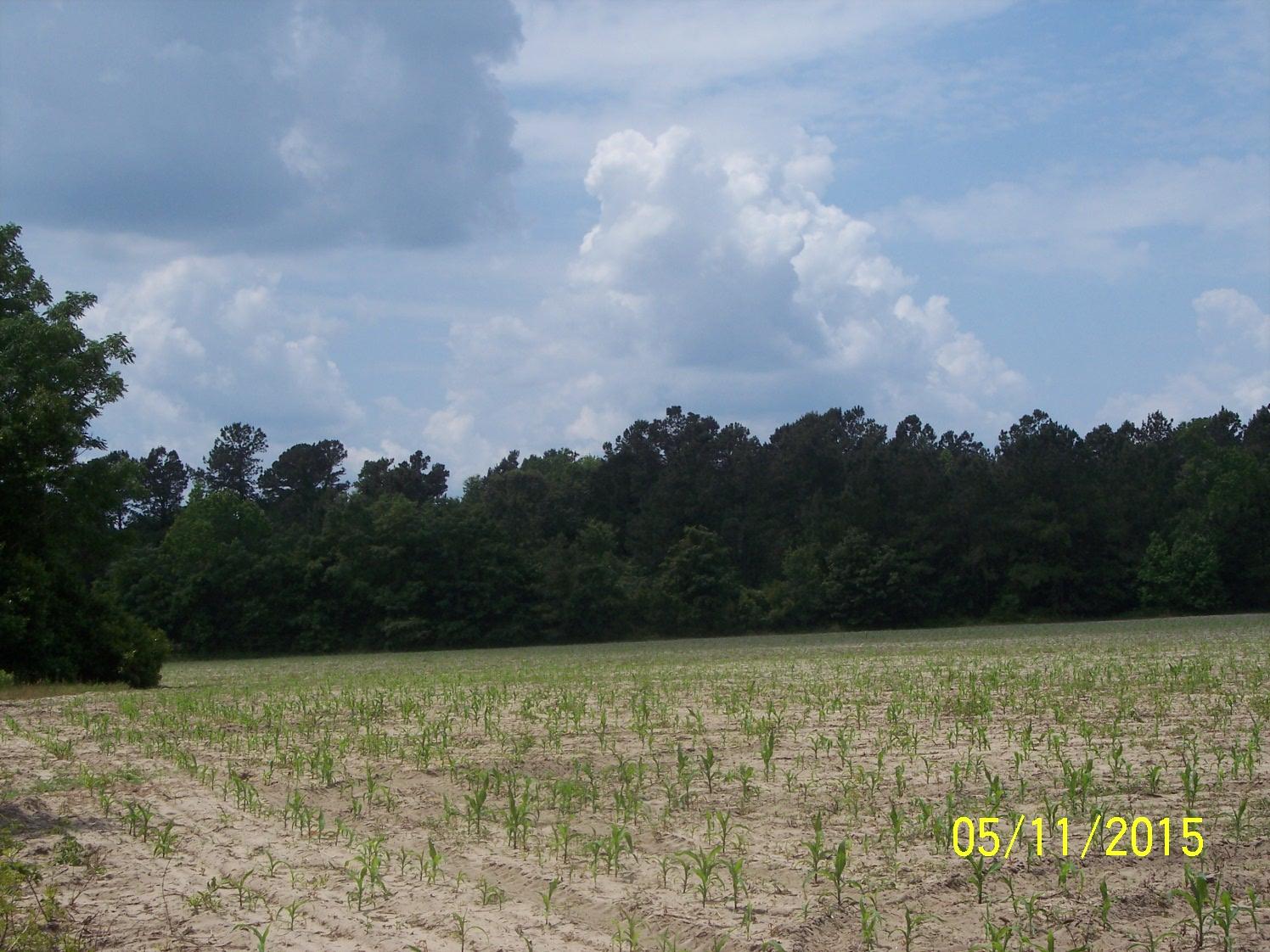 0 Verniel Road Elloree, SC 29047 - Photo 7 of 7 100_5506