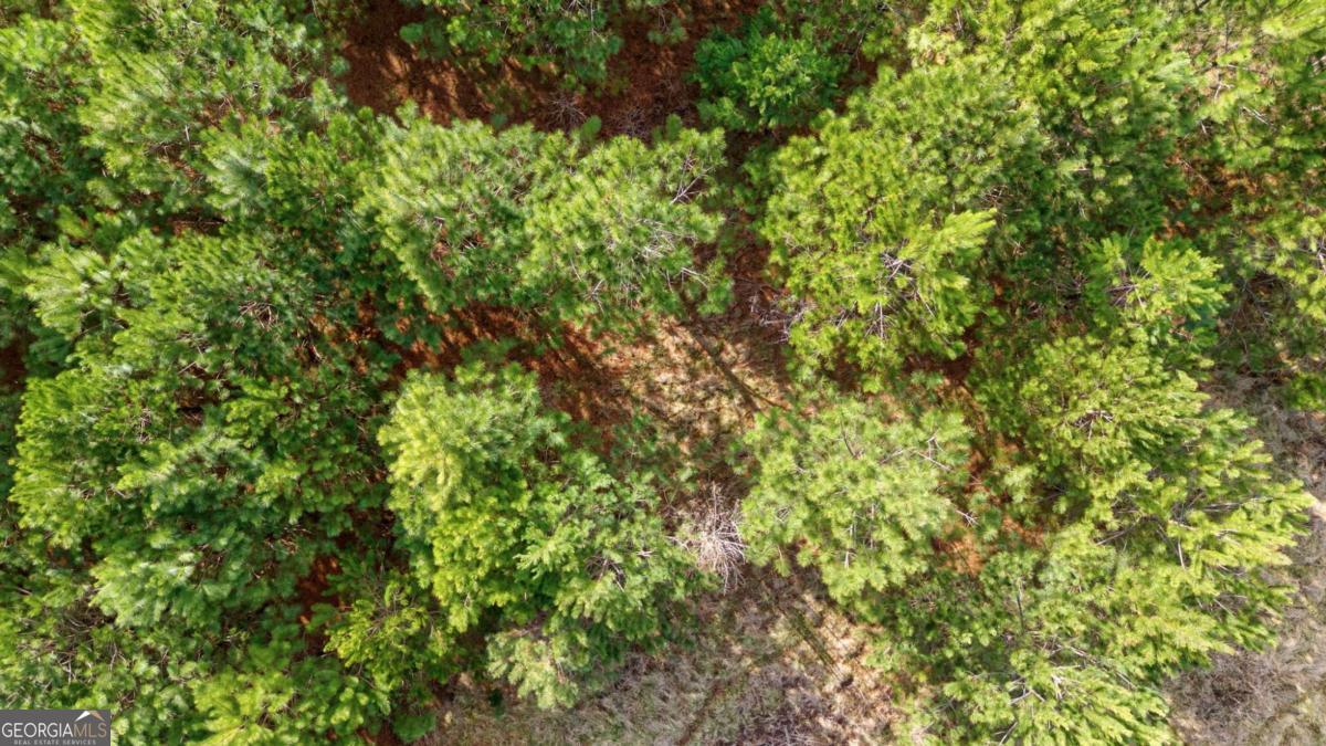 Tract 1 A High Shoals Road Bishop, GA 30621 - Photo 24 of 25 a view of a lush green forest