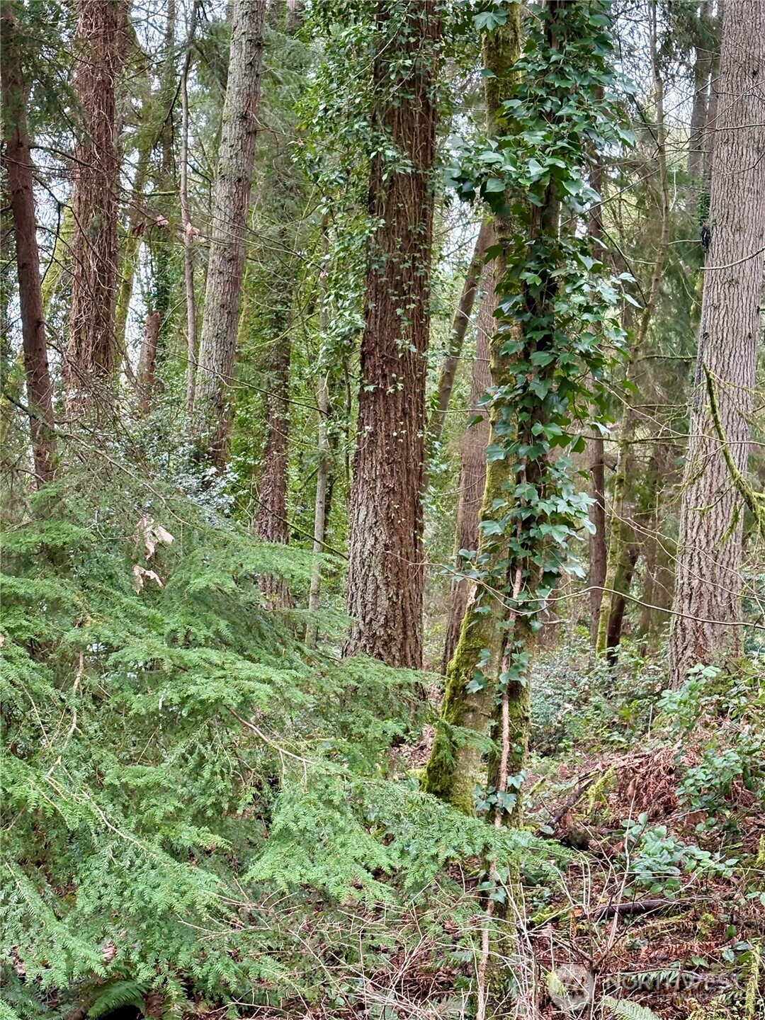 0 Southwest 230th Street Vashon, WA 98070 - Photo 2 of 3