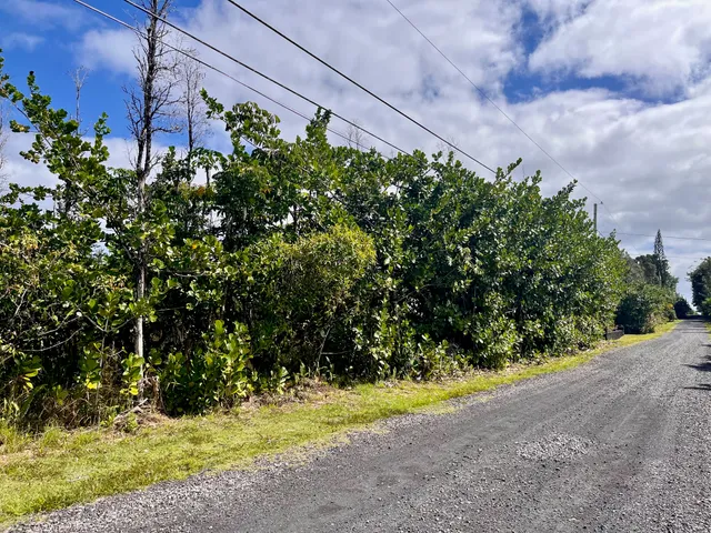 a view of a yard with plants and trees