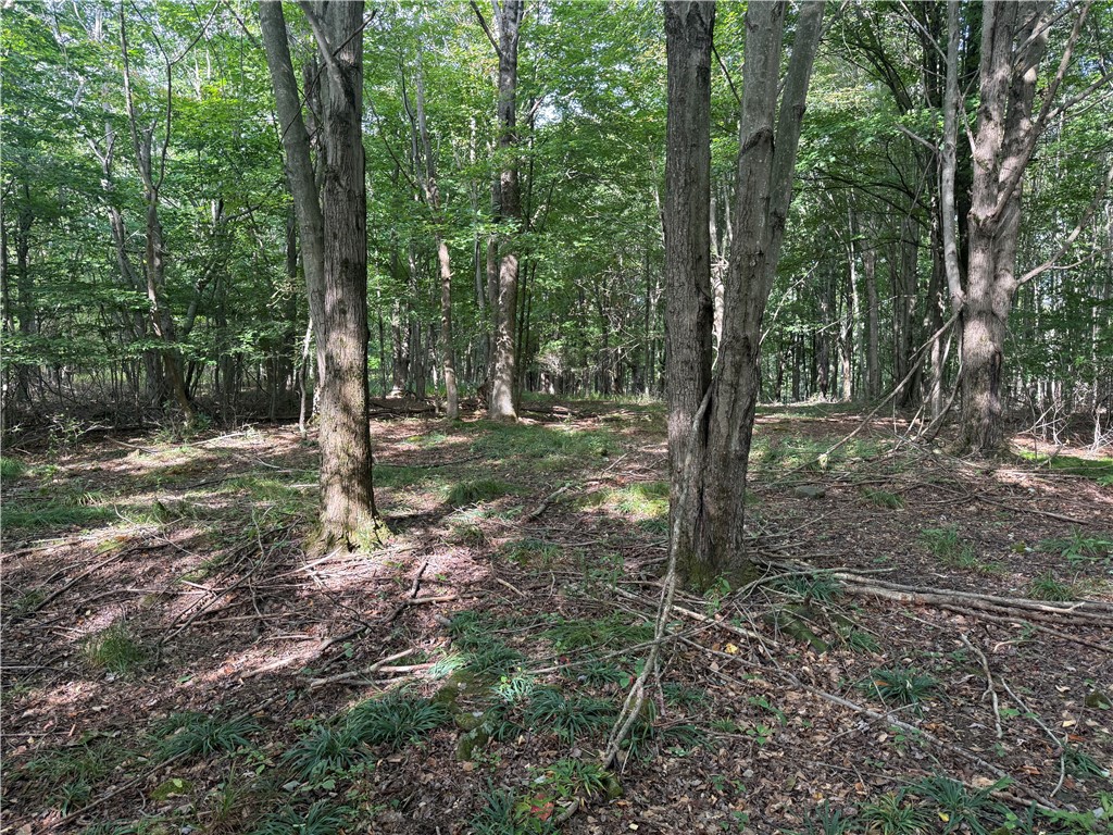 512 Fisher Road Alfred, NY 14806 - Photo 28 of 46 Woods located towards middle of property up slight hill