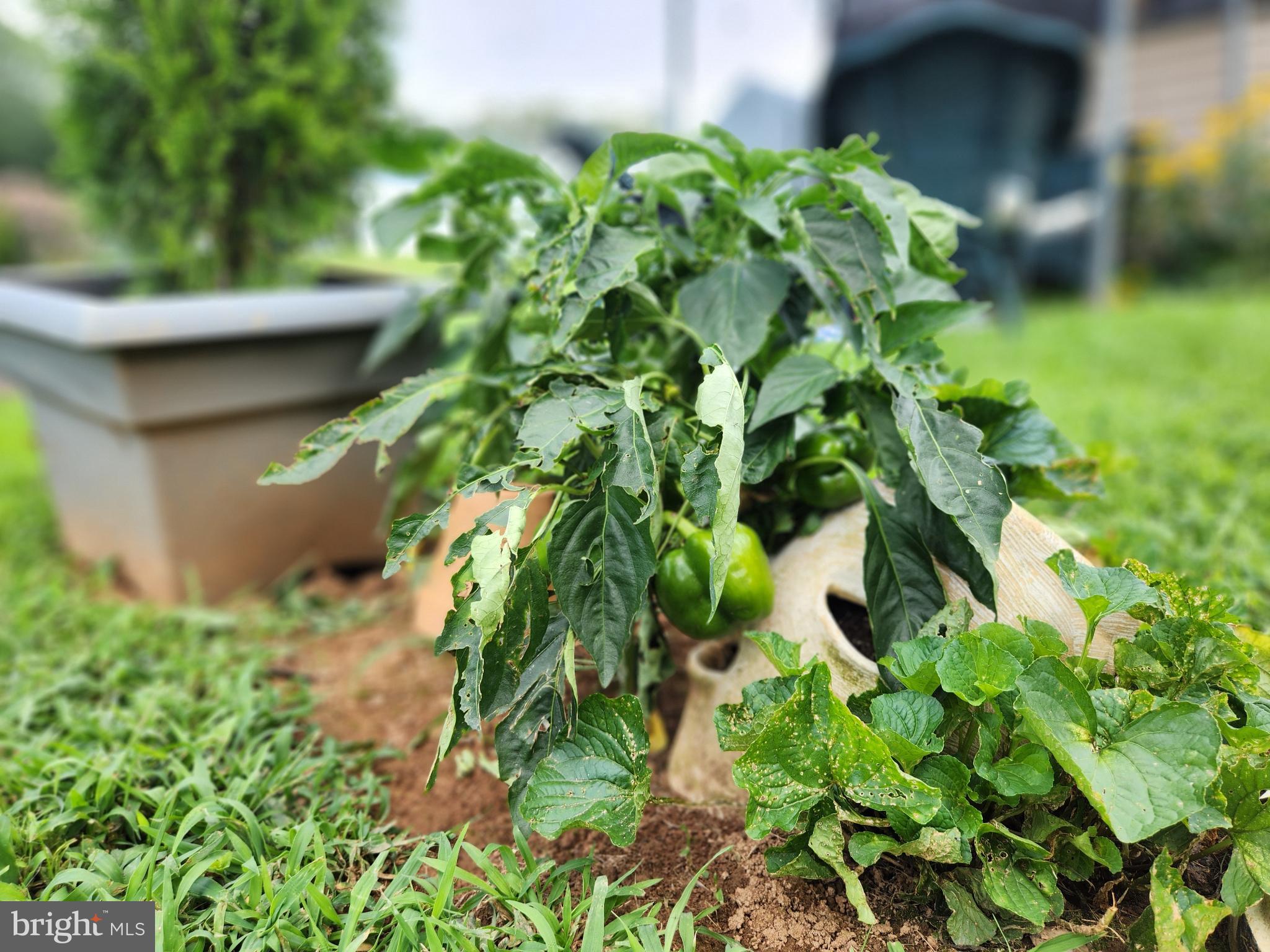 16 Mill Street York, PA 17406 - Photo 25 of 29 a backyard of a house with lots of green space
