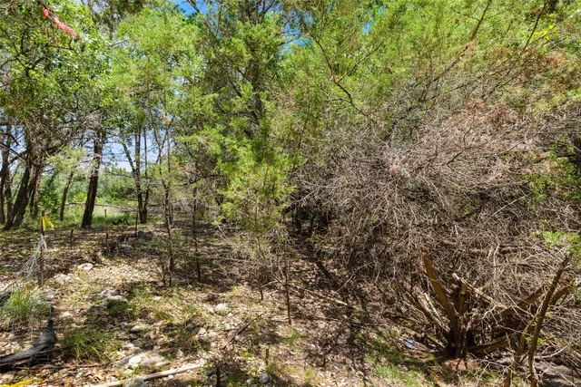 a view of a forest with trees in the background