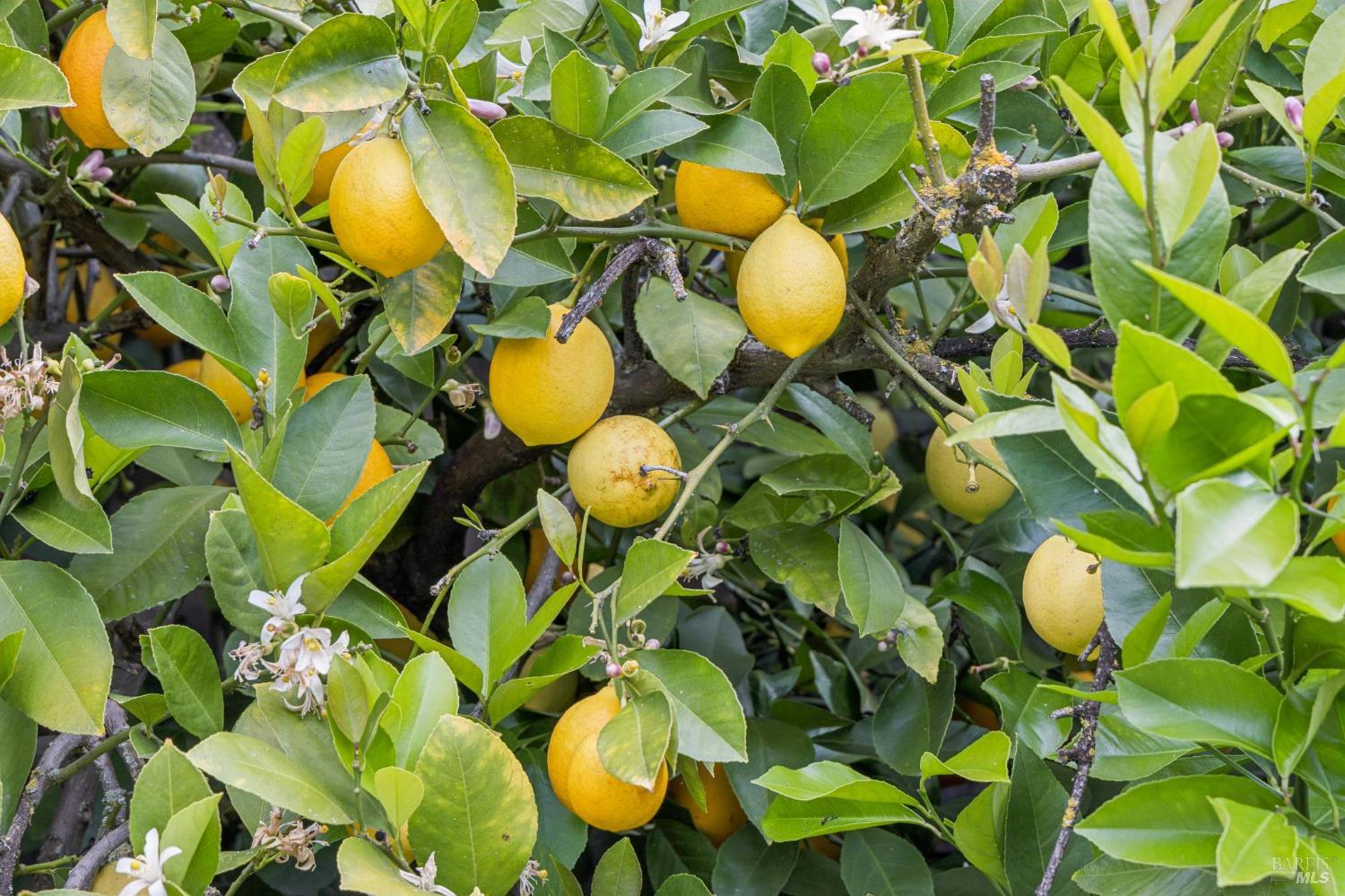 909 Slater Street Santa Rosa, CA 95401 - Photo 31 of 39