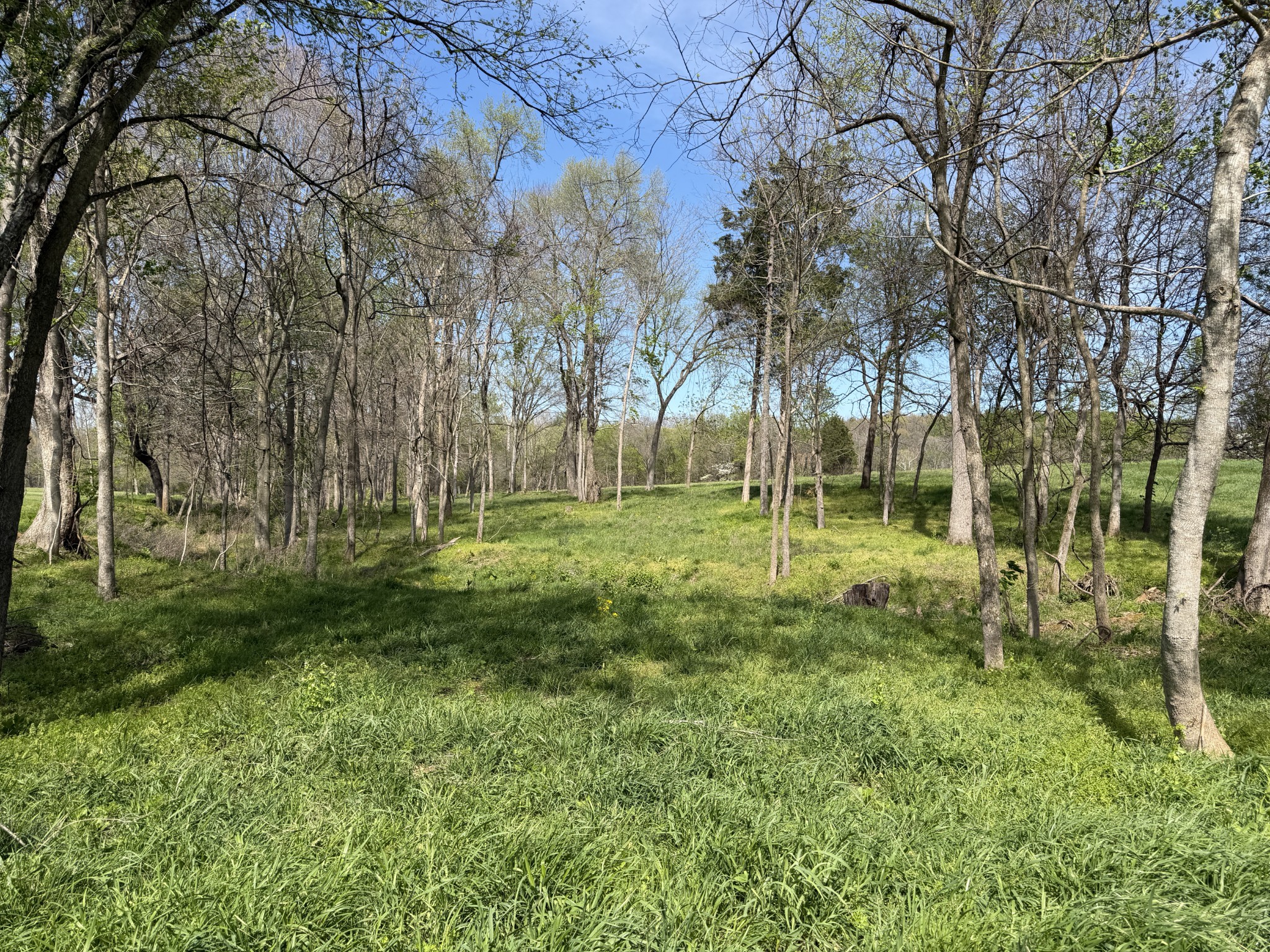 4057 Calista Road Cross Plains, TN 37049 - Photo 89 of 92 a view of a park with large trees