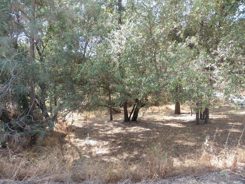 38079 Lodge Road Tollhouse, CA 93667 - Photo 51 of 59 Gallery Image 51