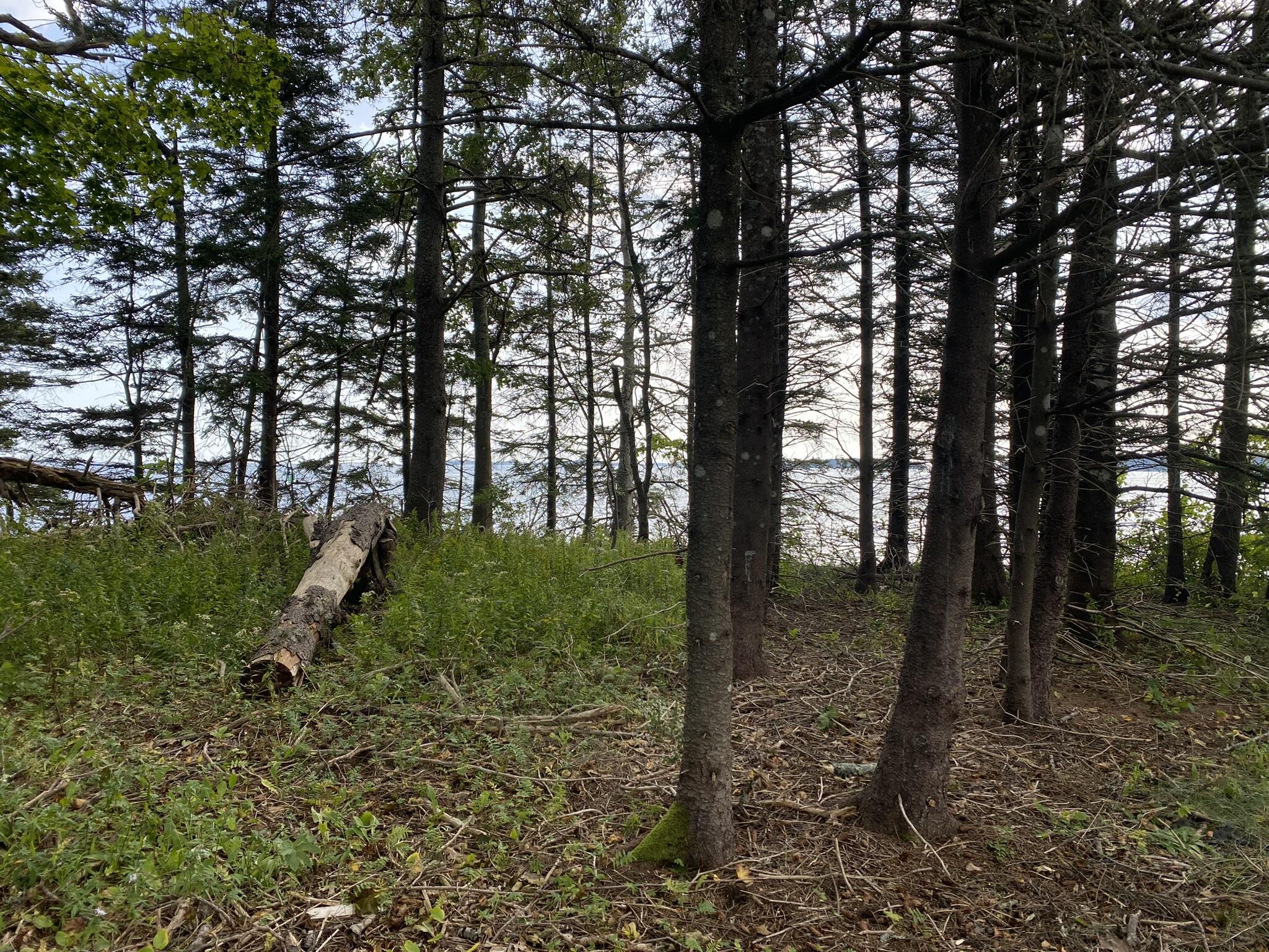 0 Mussel Ridge Lane Owls Head, ME 04854 - Photo 3 of 5 IMG_5771