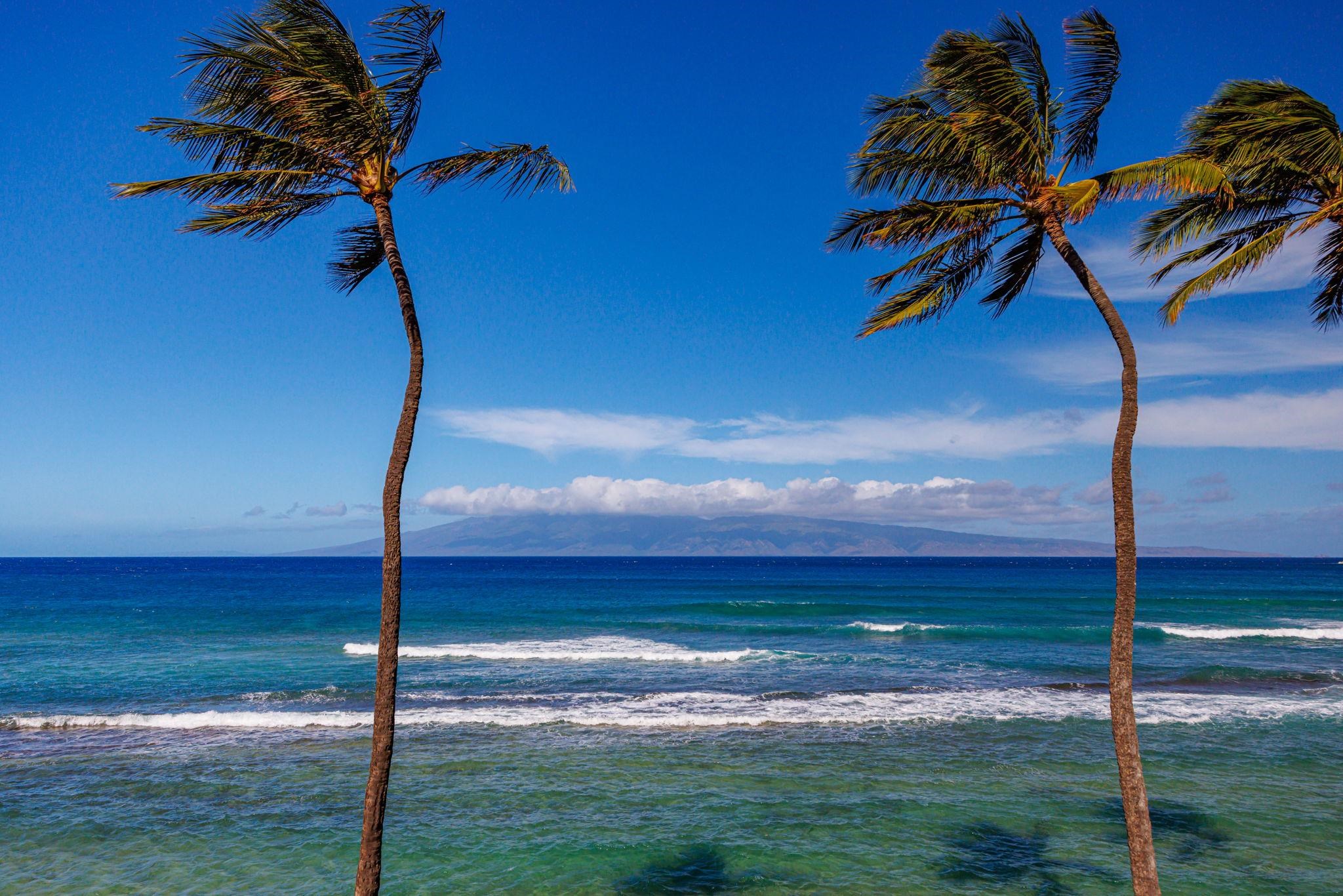 a view of a yard in the water