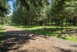 a view of a park with large trees