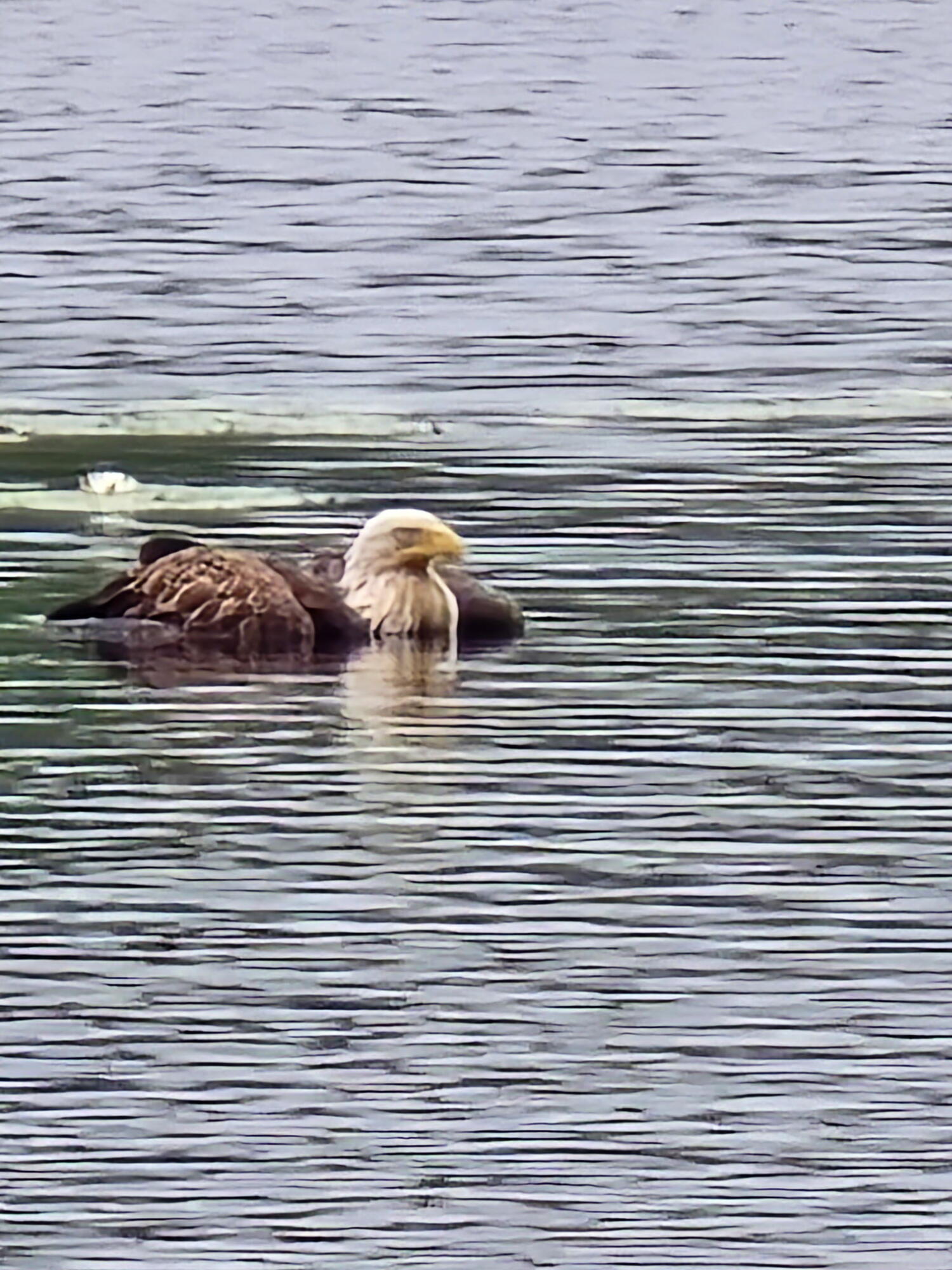 193 Scotts Point Road Clifton, ME 04428 - Photo 29 of 29 4423474041986136015