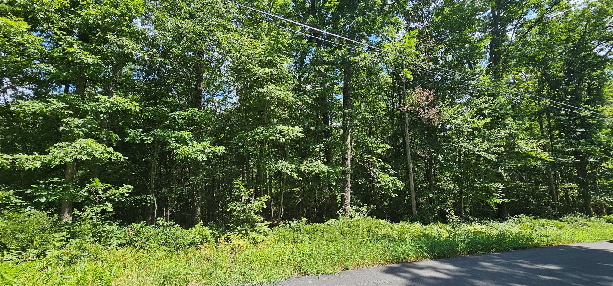 Lot 23.23 Perry Pond Road Narrowsburg, NY 12764 - Photo 1 of 1 View of tree filled area