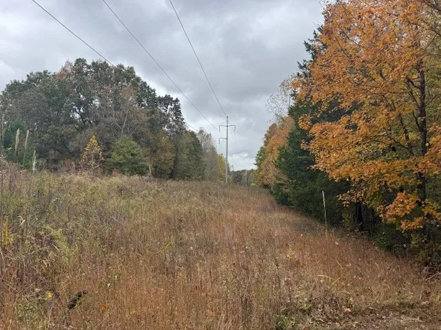 a view of a forest with trees in the background