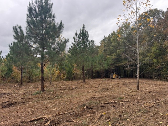 0 Barren Frk Lane Lyles, TN 37098 - Photo 7 of 29 a tree is standing in the middle of a yard