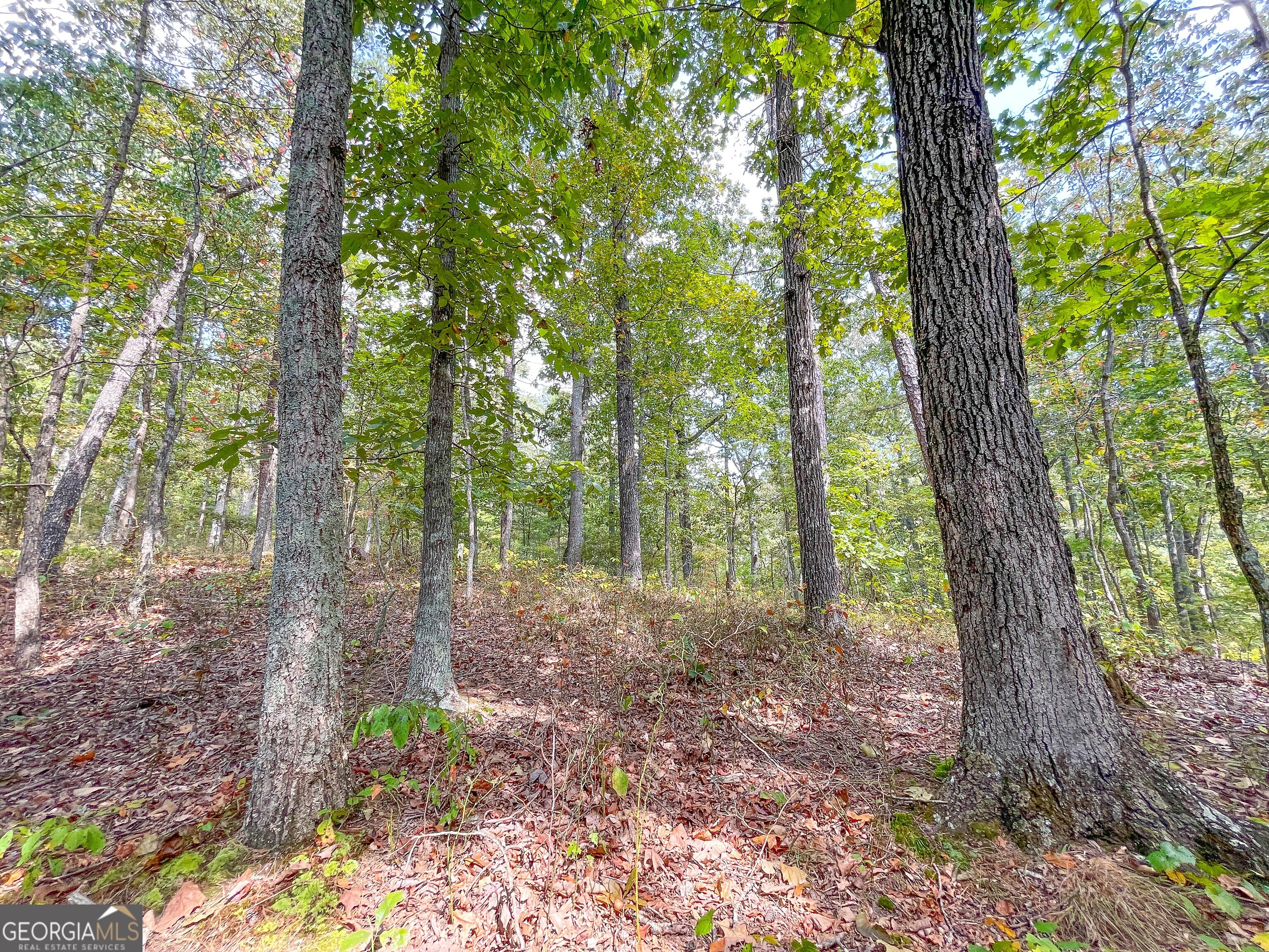 128 Acres On Rambling Road Fairmount, GA 30139 - Photo 8 of 50 Gallery Image 8