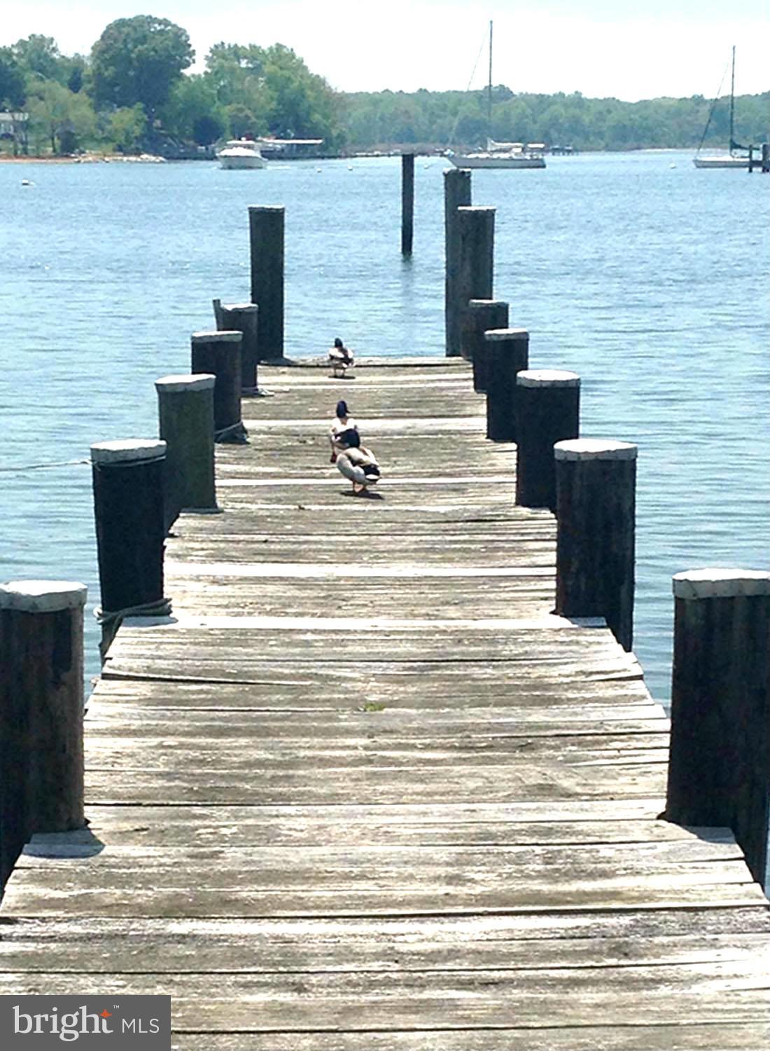 1111 Collison Road Mayo, MD 21037 - Photo 9 of 28 Share Your Pier with Local Wildlife