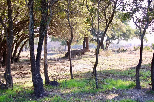 a view of a yard with large trees