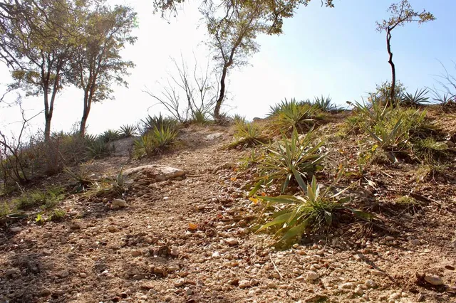 a view of a tree in a field
