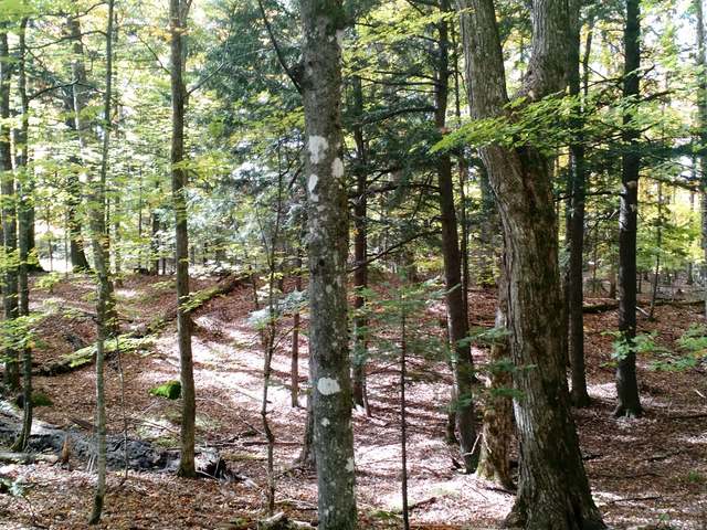 Lot #33 Forest Lake Road Land O'Lakes, WI 54540 - Photo 11 of 11 Gallery Image 11