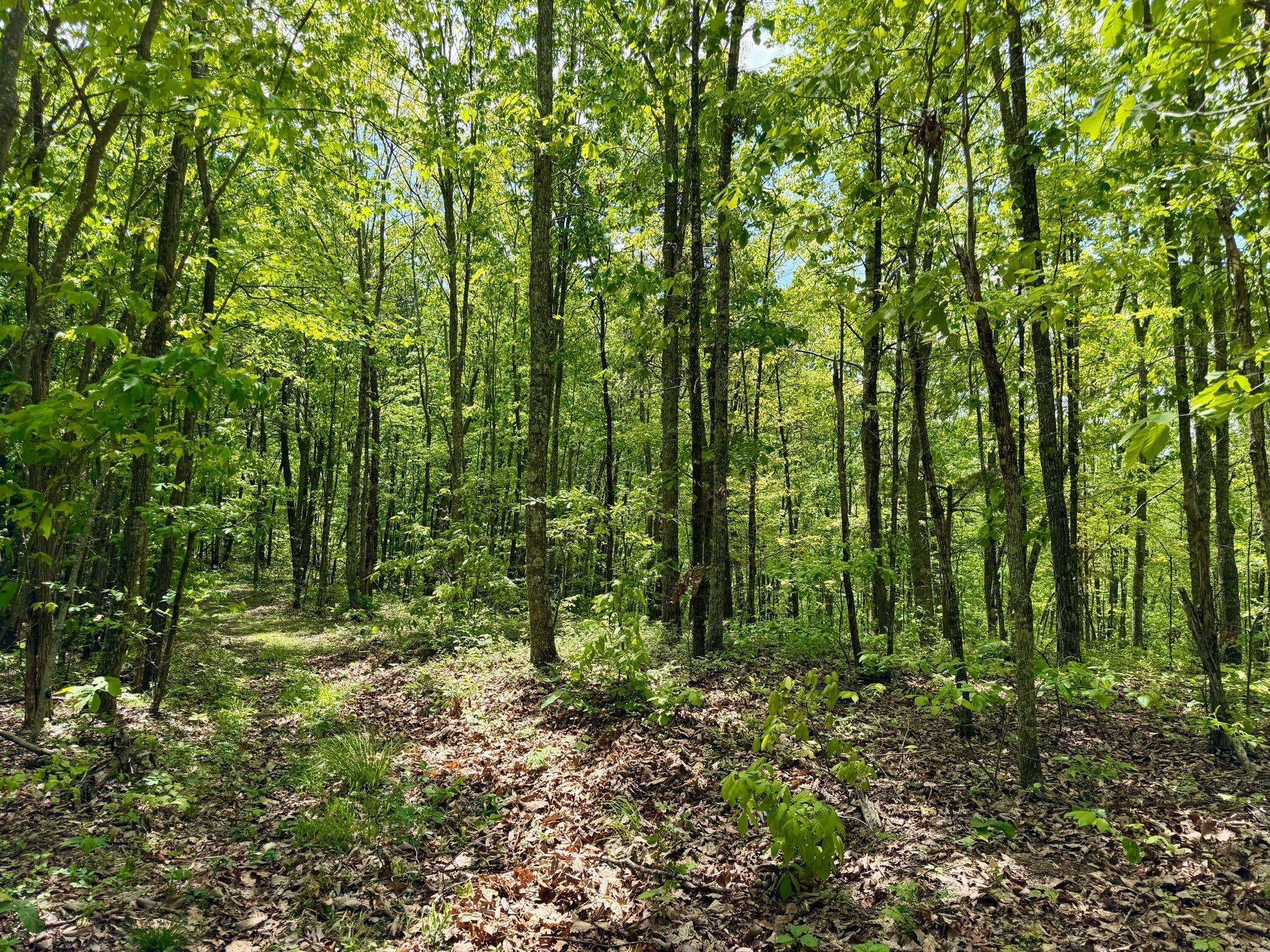 100 A Open Fork Road Morehead, KY 40351 - Photo 26 of 75 Trees