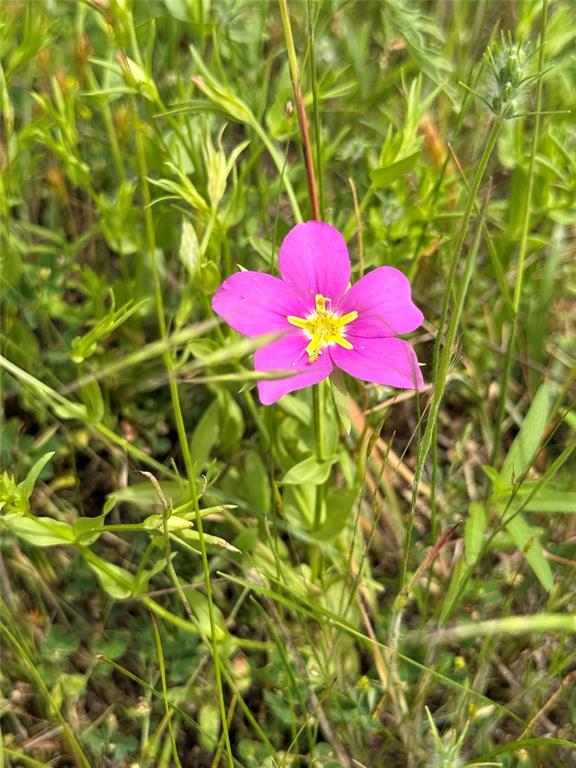 14516 Old Garner Road Garner, TX 76088 - Photo 10 of 13 a view of a flower