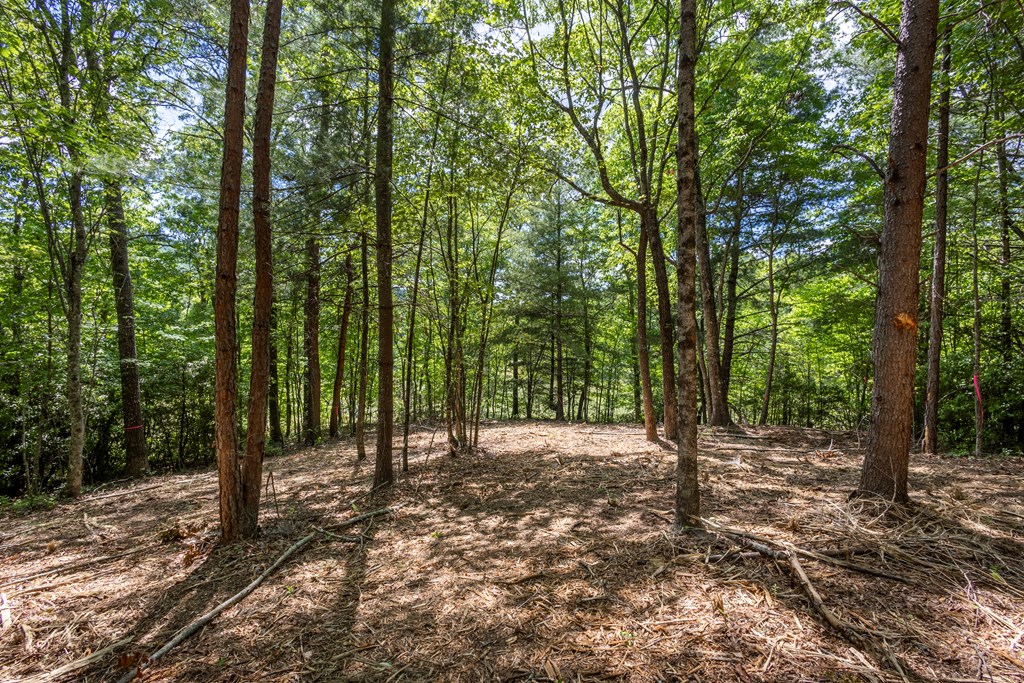 4.2-acre Donley Road Murphy, NC 28906 - Photo 9 of 32 a view of a forest with trees