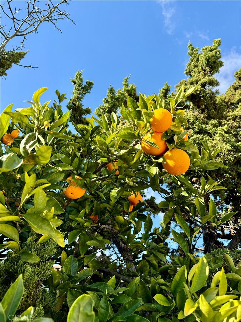 3632 Myrtle Street Irvine, CA 92606 - Photo 32 of 40 a view of a tree in a bunch of flowers