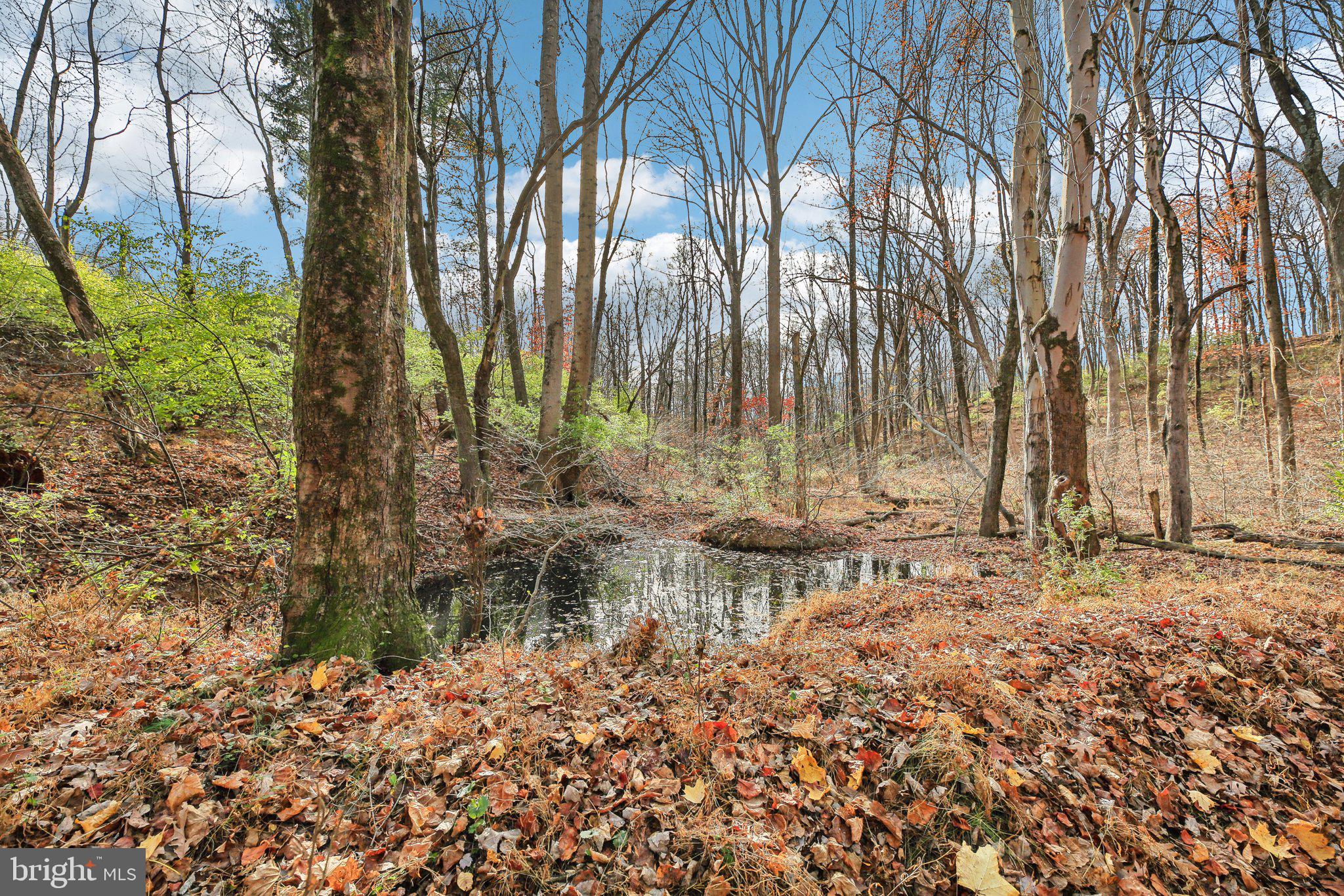1170 Ridge Road Mount Airy, MD 21771 - Photo 12 of 16 a view of a yard with plants and trees