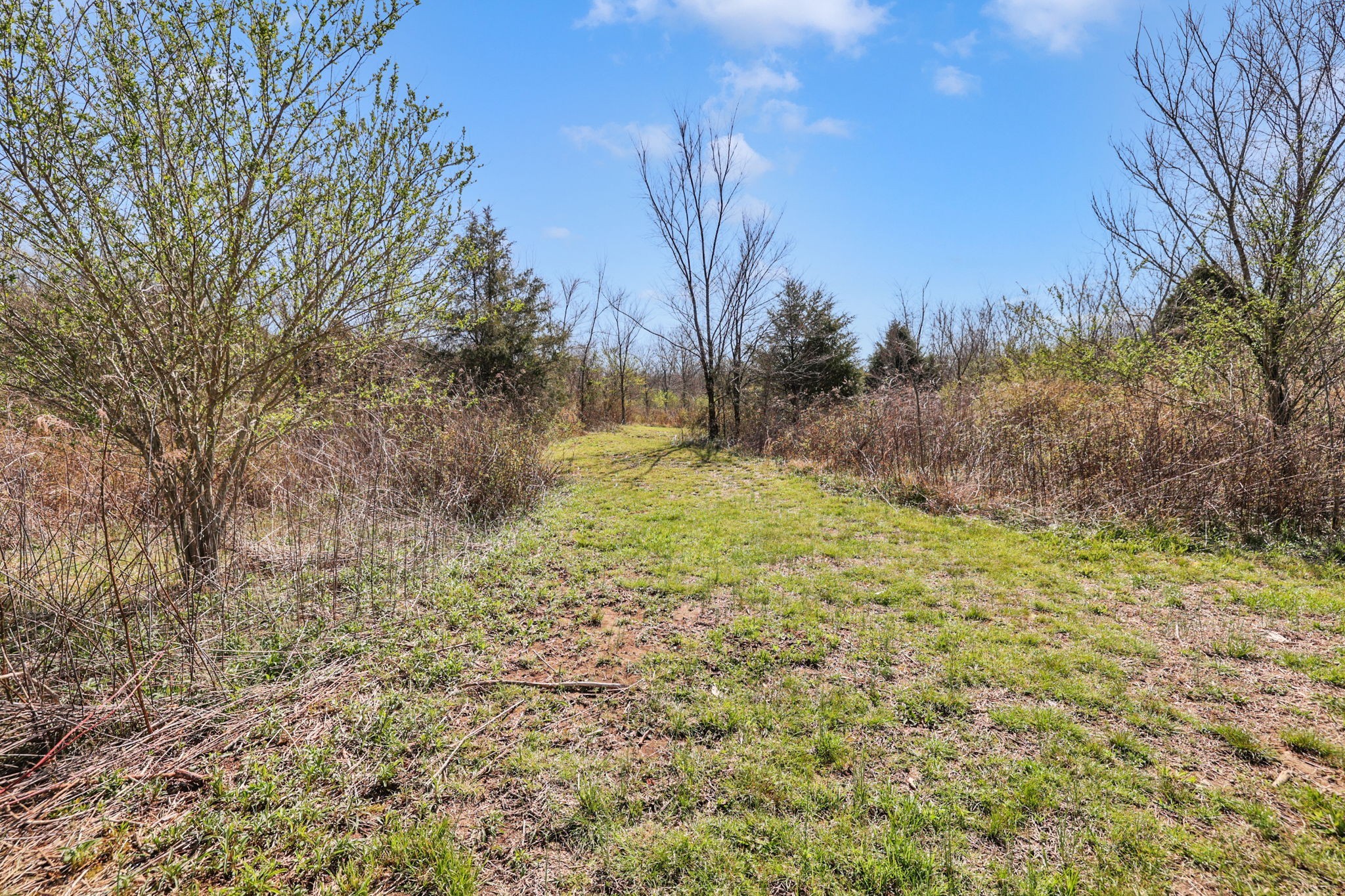 200 Charles Smith Road Lascassas, TN 37085 - Photo 56 of 62 a view of a yard with trees