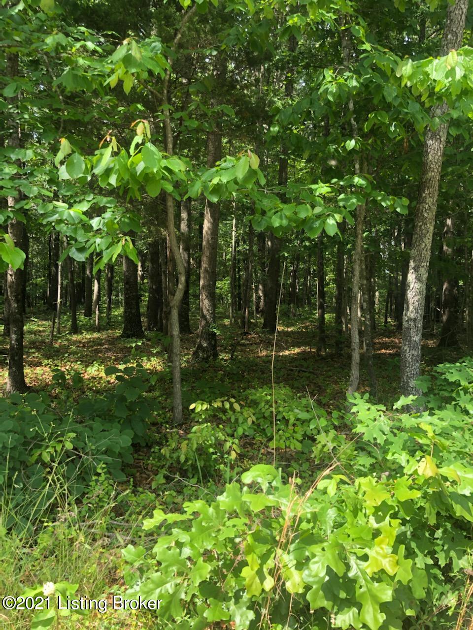 0 Hammonsville Road Magnolia, KY 42757 - Photo 4 of 5 0 Hammonsville 4