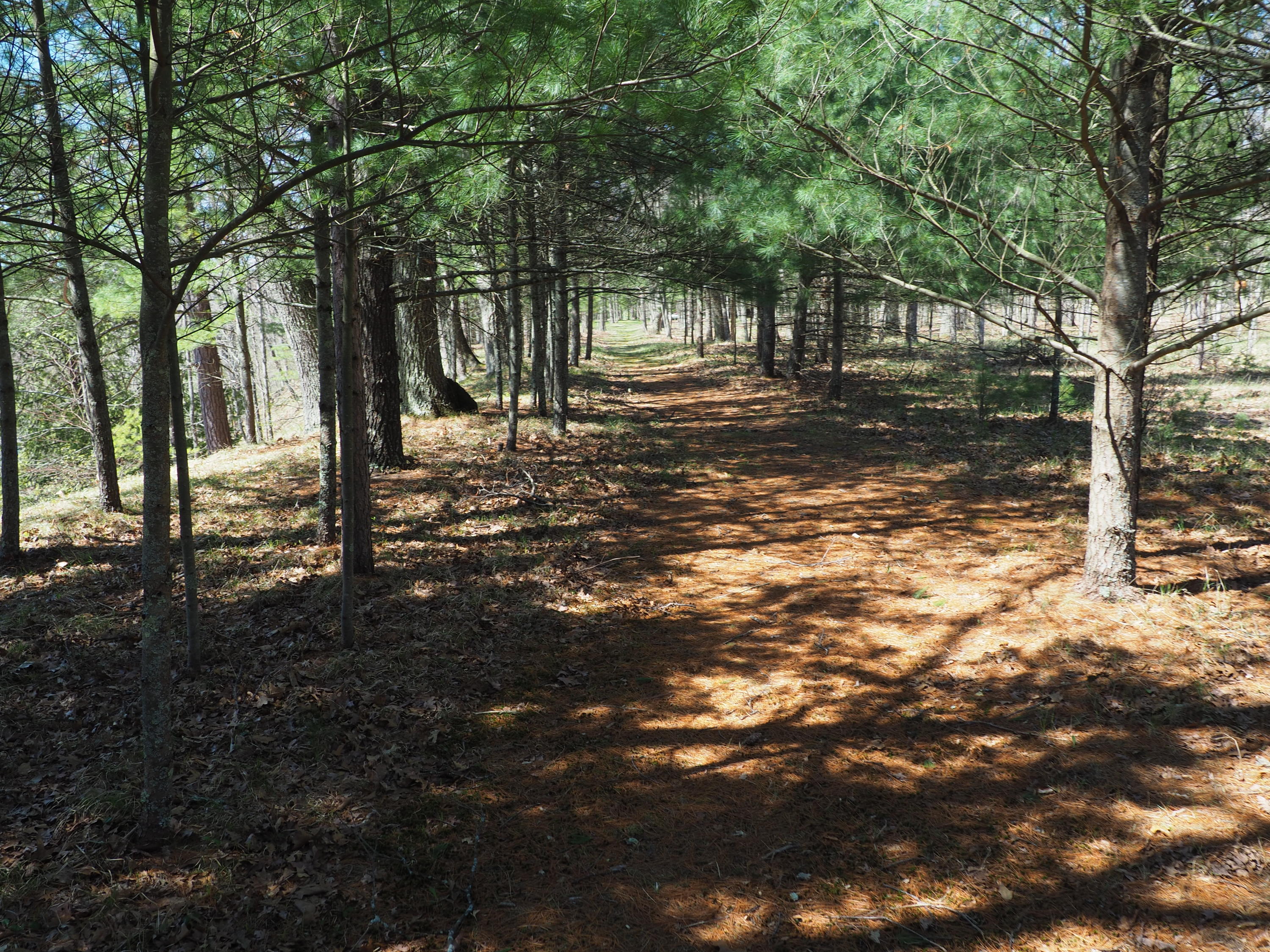 9149 North Bass Lake Road Irons, MI 49644 - Photo 110 of 139 P4290107