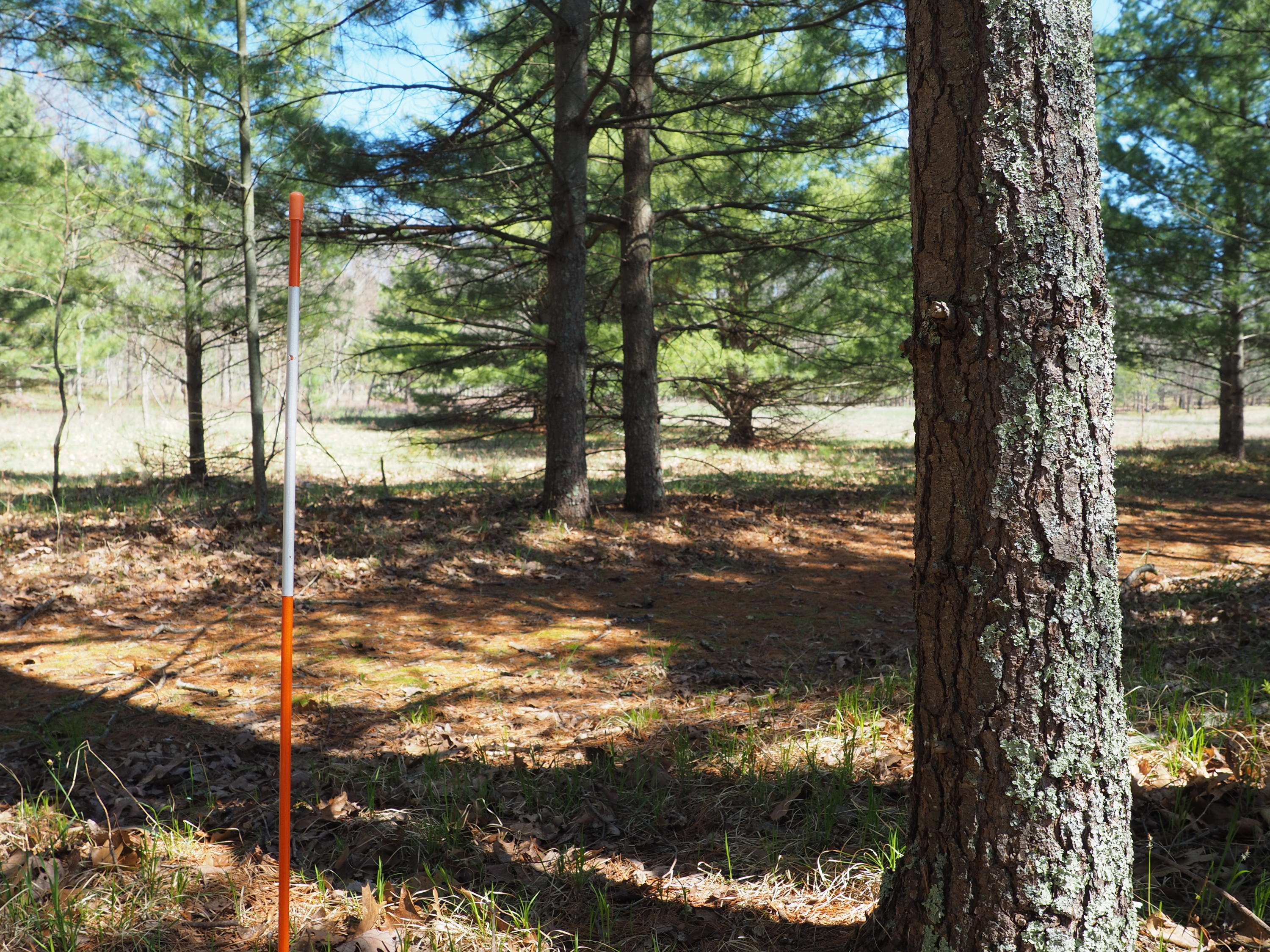 9149 North Bass Lake Road Irons, MI 49644 - Photo 112 of 139 P4290109