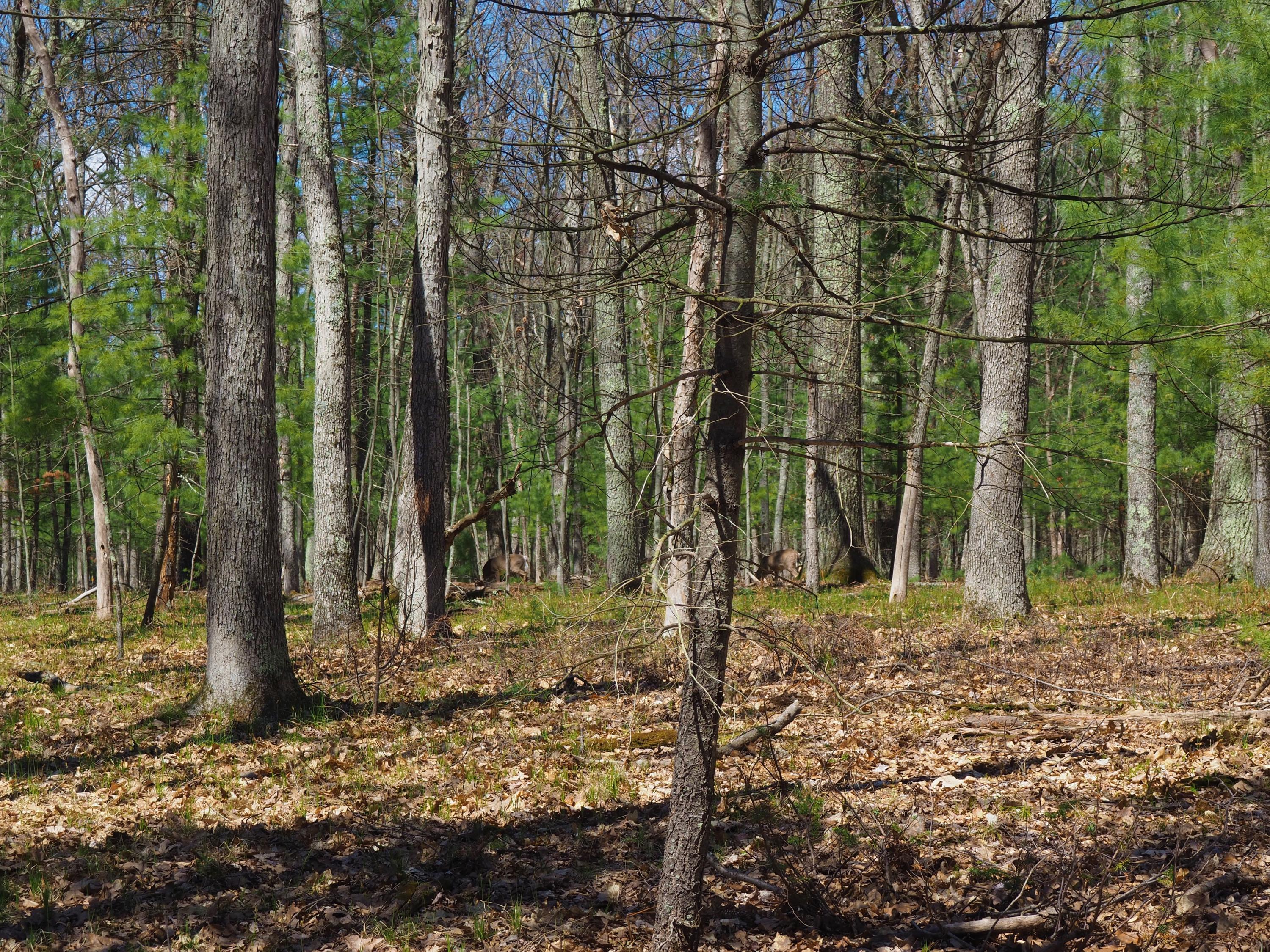 9149 North Bass Lake Road Irons, MI 49644 - Photo 122 of 139 P4290119