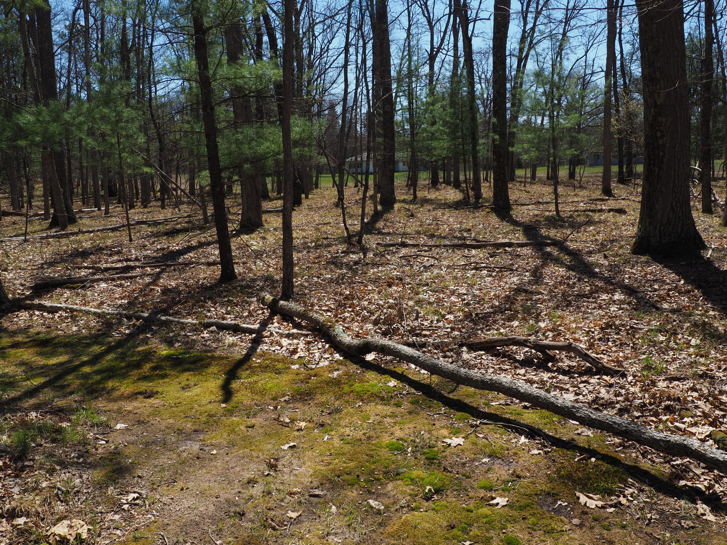 9149 North Bass Lake Road Irons, MI 49644 - Photo 125 of 139 P4290123