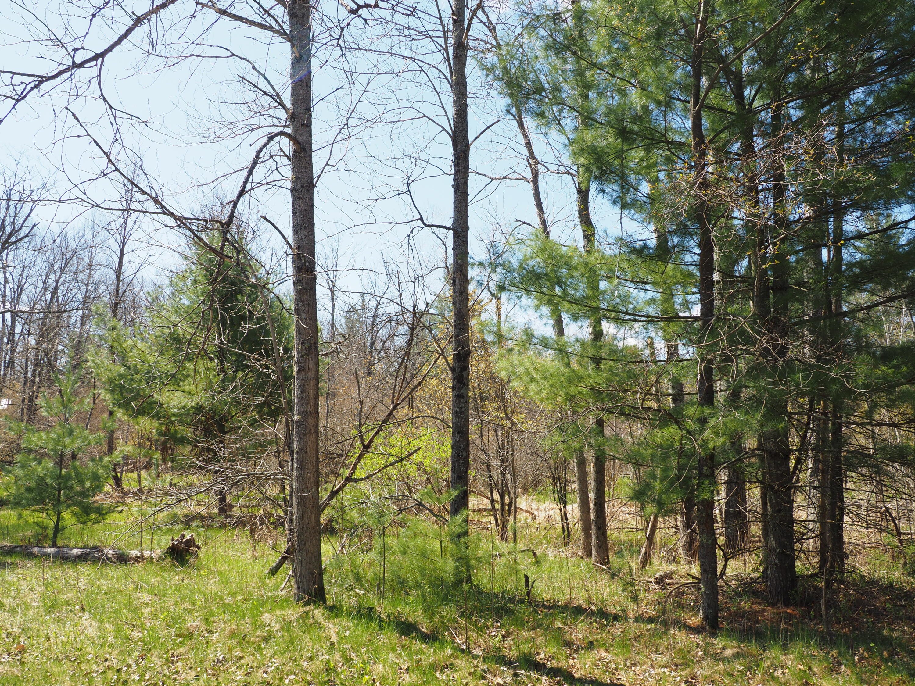 9149 North Bass Lake Road Irons, MI 49644 - Photo 69 of 139 P4290060