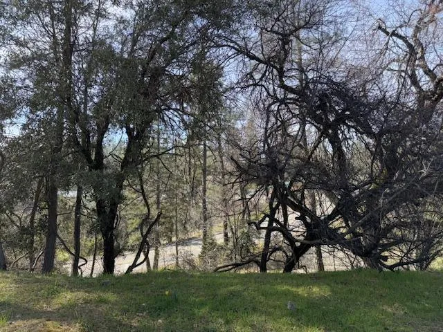 a view of trees and trees