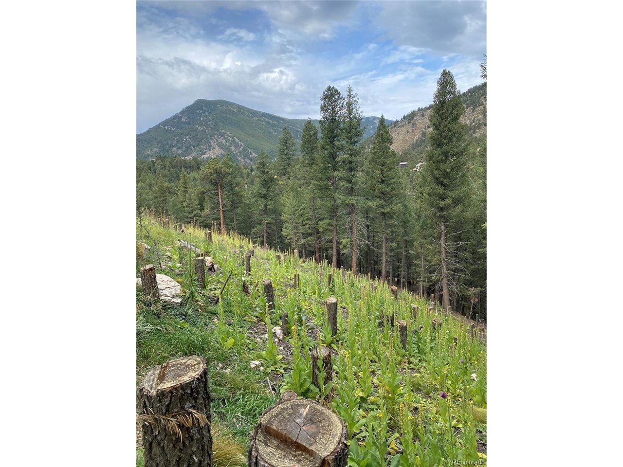 83 Conifer Drive Evergreen, CO 80439 - Photo 3 of 8 Cleared area for home site if desired. A home could also located anywhere else on the 2.47 acres.