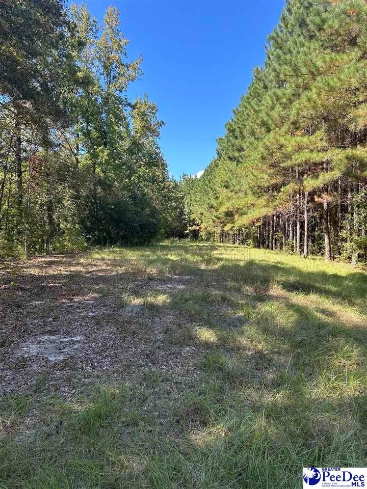 Tbd East Tbd E Friendfield Road Coward, SC 29530 - Photo 27 of 35 Gallery Image 27