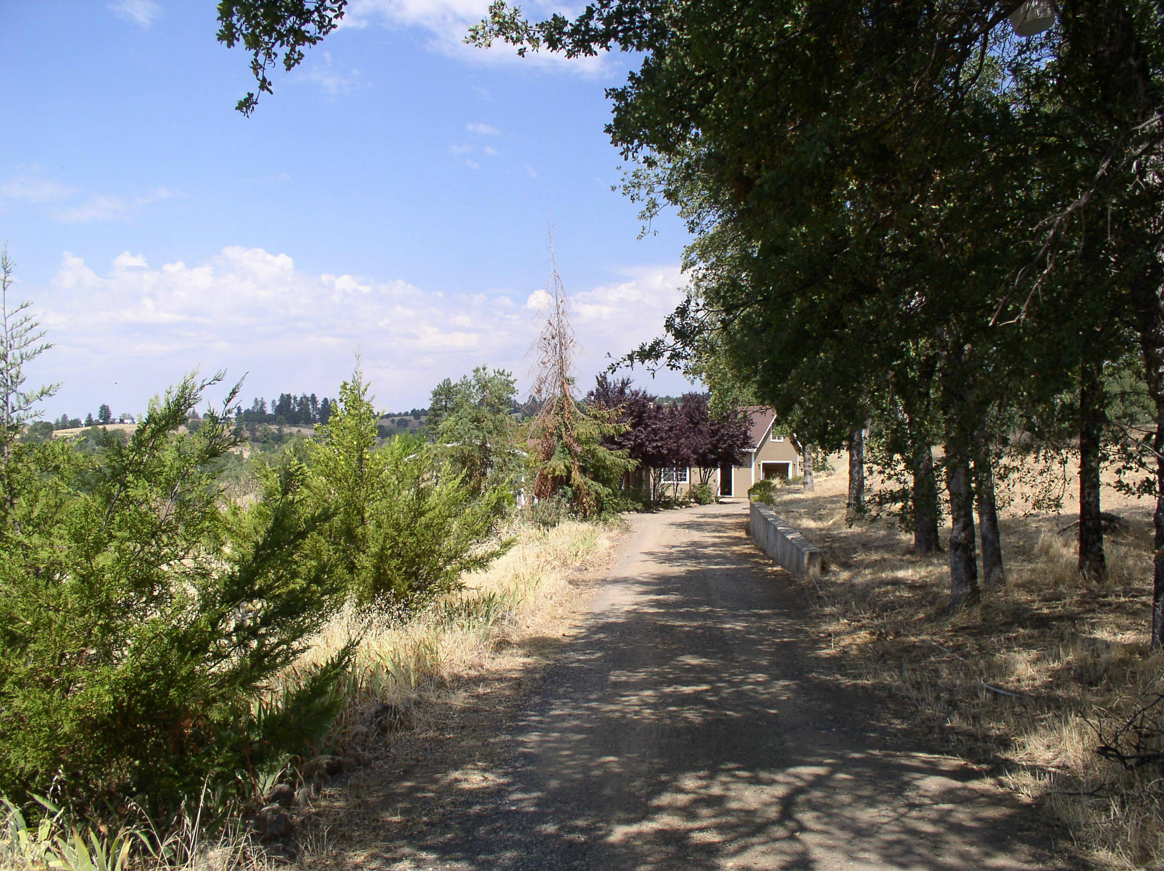 12318 Fern Road Whitmore, CA 96096 - Photo 20 of 34 Driveway to home